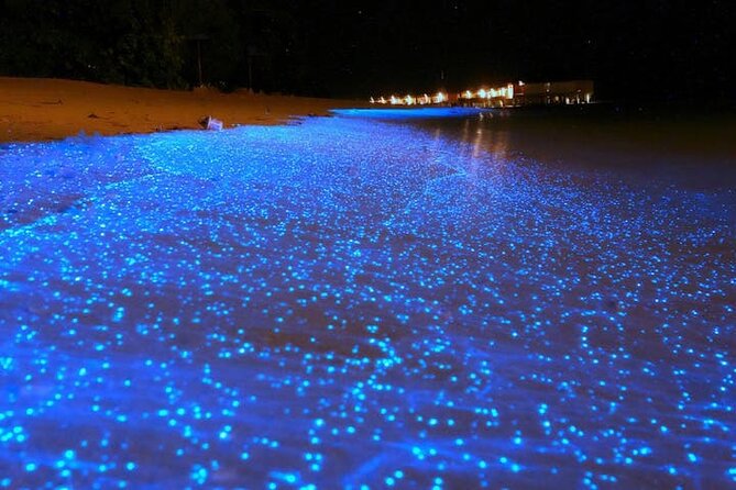Mystical Nights: Fireflies & Blue Tears Adventure - Key points at a glance