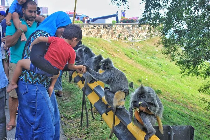 Mystical Nights: Fireflies & Blue Tears Adventure - Bukit Melawati brings you close to monkeys