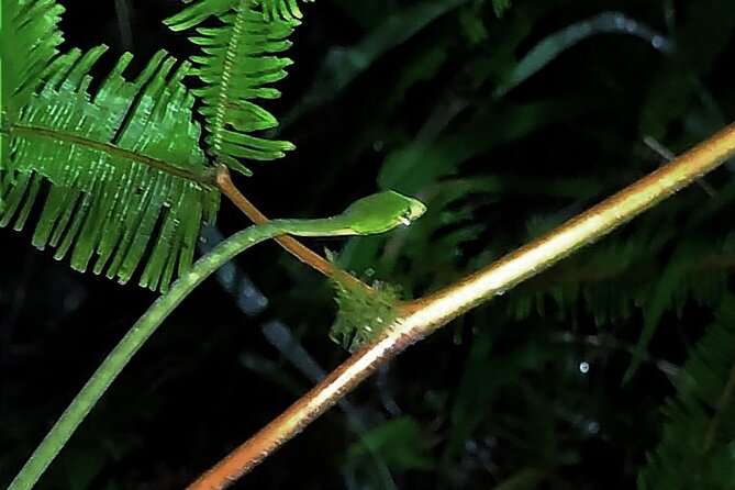 Night Froggy Adventure at Kubah National Park - Key points about the night walk
