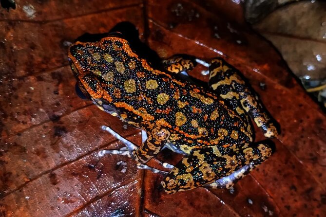 Night Froggy Adventure at Kubah National Park - Why Kubah becomes more interesting at night