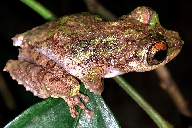 Night Froggy Adventure at Kubah National Park - The uphill route to the Frog Pond
