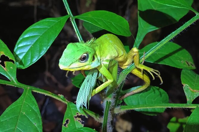 Night Froggy Adventure at Kubah National Park - The 30-minute ride from Kuching to the park