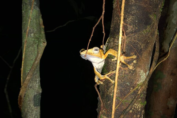 Night Frogs Tour at Kubah National Park - Key points to know before booking