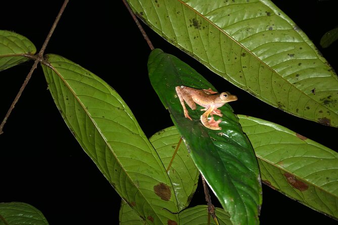 Night Frogs Tour at Kubah National Park - Why Kubah National Park works so well after dark