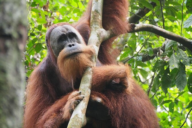 Orang Utan Island and Perak Tong Cave Temple Day Tour from Kuala Lumpur - Practical tips for making the day better