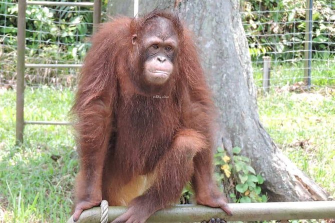 Orang Utan Island and Perak Tong Cave Temple Day Tour from Kuala Lumpur - Should you book the Orang Utan Island tour?