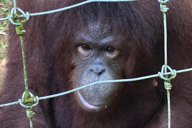 Orang Utan Island Day Tour - Ipoh’s cave temples and the 450-step warning