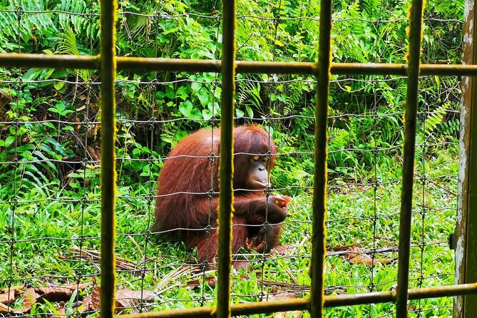 Orang Utan Island Day Tour (Bukit Merah) - What the orangutan visit is really worth