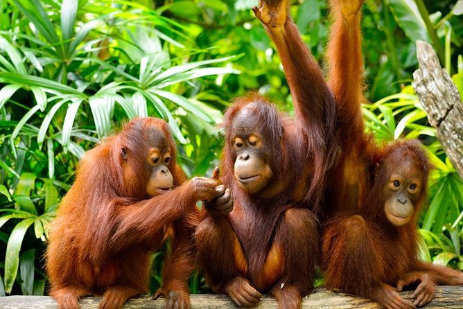 Orang Utan Island Day Tour (Private) - Why the Orangutans Are Worth the Road Trip