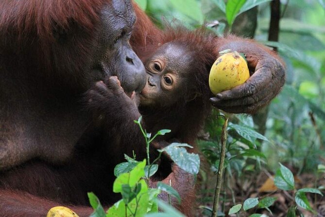 Orang Utan Island Day Tour (Private) - What the $101 Price Really Covers