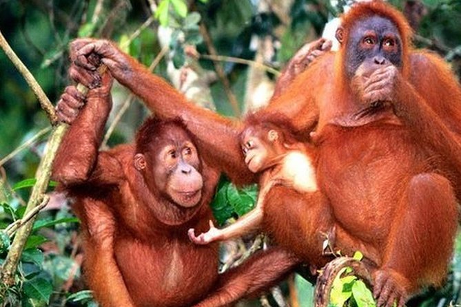 Orang Utan Island Day Tour - The 7 a.m. departure from Kuala Lumpur