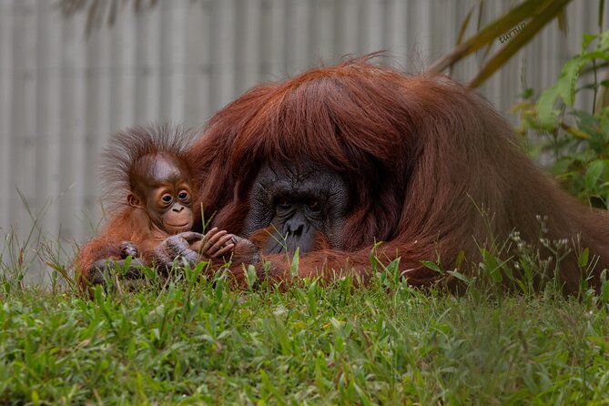 Orangutan Island, A Responsible Wildlife Sanctuary Experience - Key points to know before you book