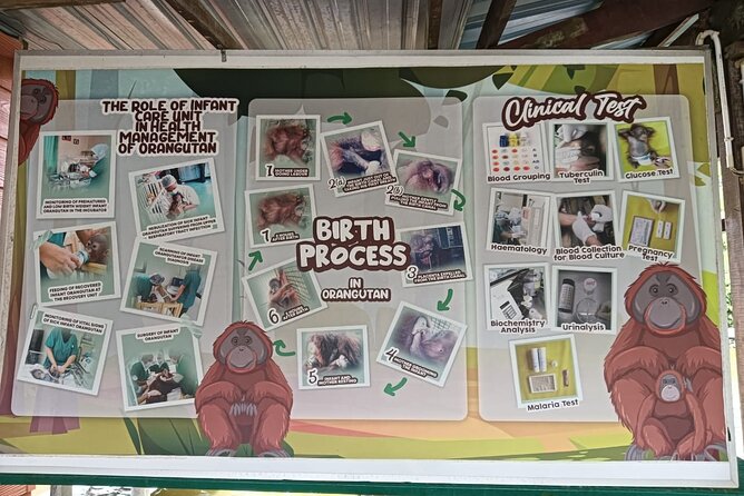 Orangutan Island, A Responsible Wildlife Sanctuary Experience - What you learn about rescue, breeding, and conservation