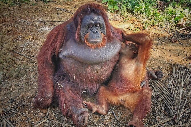 Orangutan Island & Perak Tong Cave Temple Tour from Kuala Lumpur - The long road to Bukit Merah