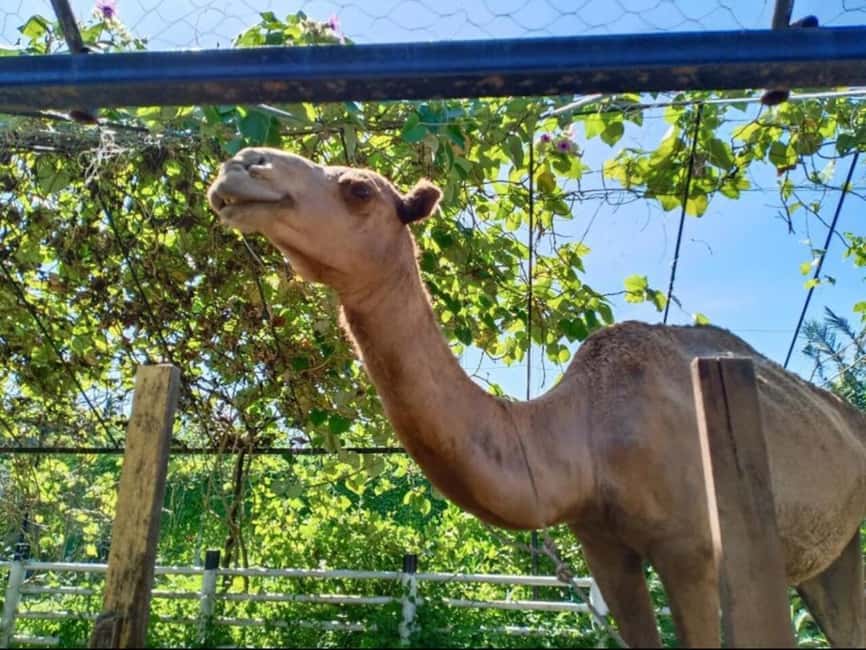 Penang: Balik Pulau Batik Painting & Mini Zoo Petting - What the $69 price really covers
