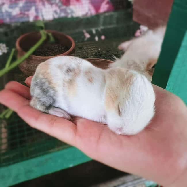 Penang: Balik Pulau Batik Painting & Mini Zoo Petting - Should you book the Balik Pulau batik and farm visit?