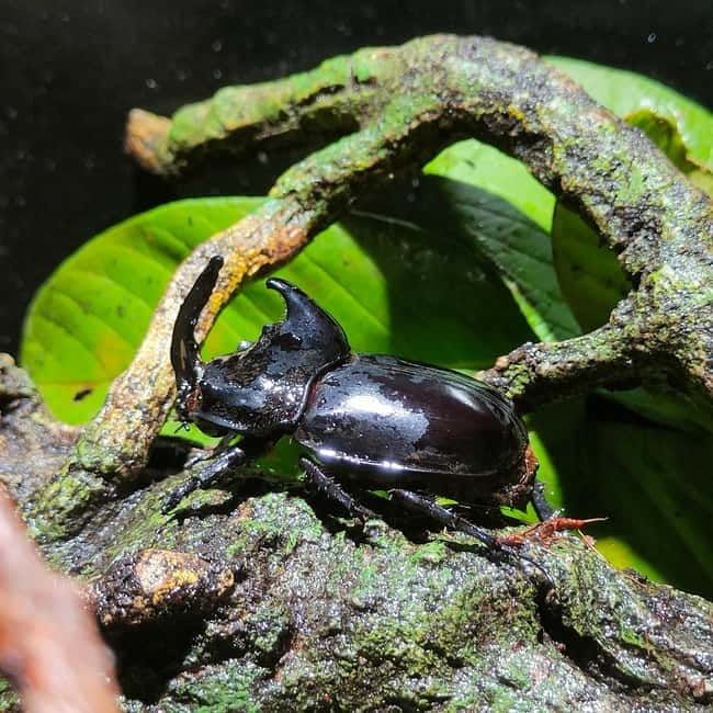 Penang: Entopia General Admission Tickets - Key points to know before you go
