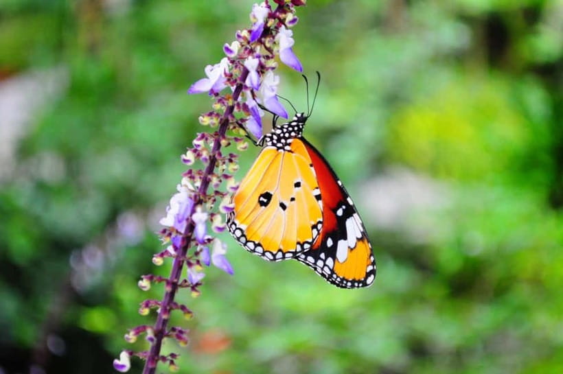 Penang: Entopia General Admission Tickets - Why Entopia is more than a butterfly house