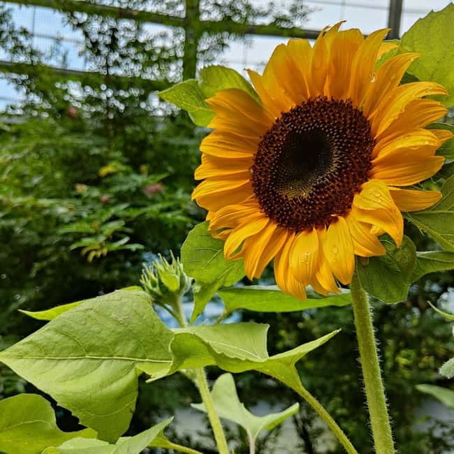 Penang: Entopia General Admission Tickets - A practical walk through the experience