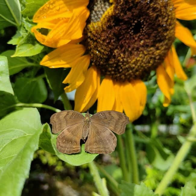 Penang: Entopia General Admission Tickets - Small details that improve the visit
