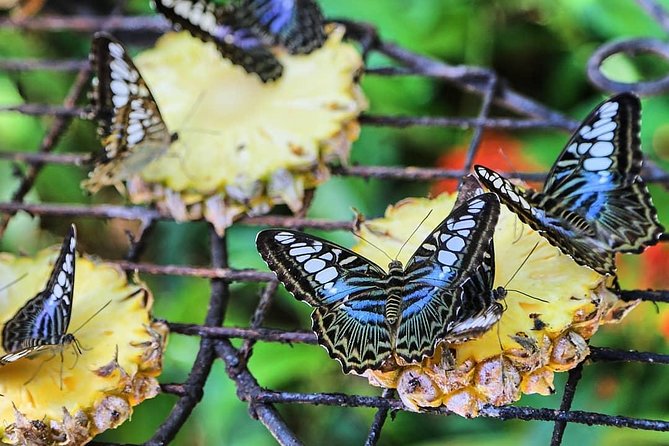 Penang Round Island Tour With Tropical Spice Garden & Entopia Butterfly Farm - Who should choose this round-island route?