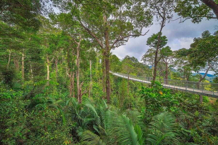 Penang: The Habitat Penang Hill Entry Ticket - Crossing the two-span canopy bridge