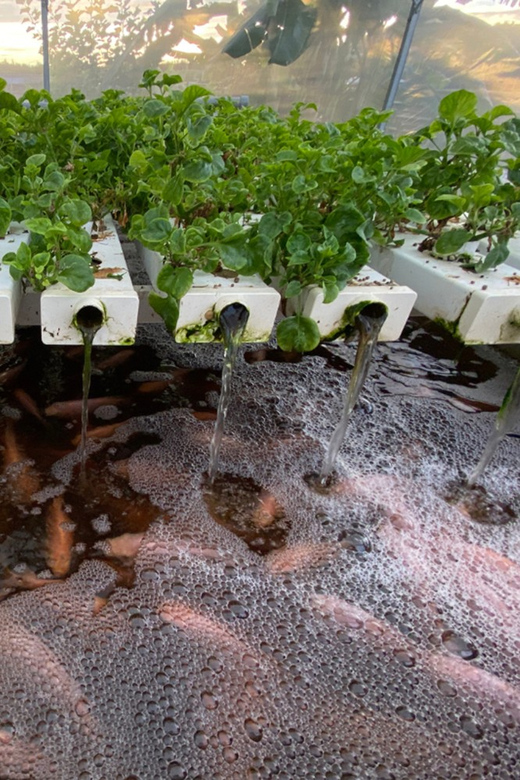 Penang: The Vanilla Village Farm Tour by Kairos - Key points to know before you go
