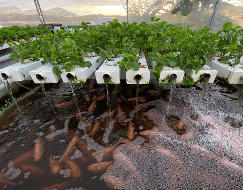 Penang: The Vanilla Village Farm Tour by Kairos - Should you book the Vanilla Village tour?