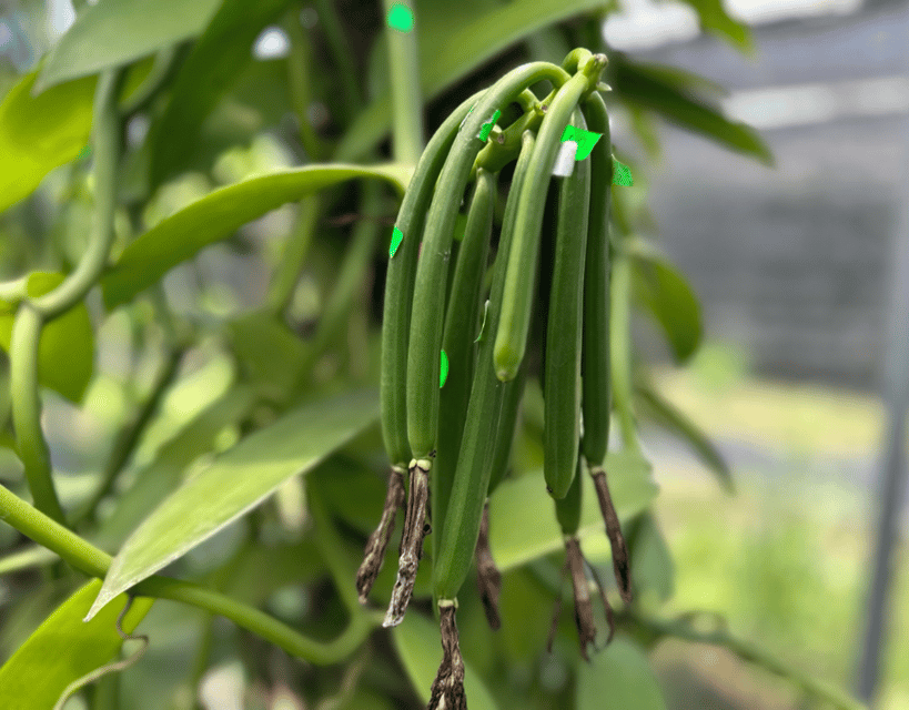 Penang: The Vanilla Village Farm Tour by Kairos - Orchids, scent, and the garden setting
