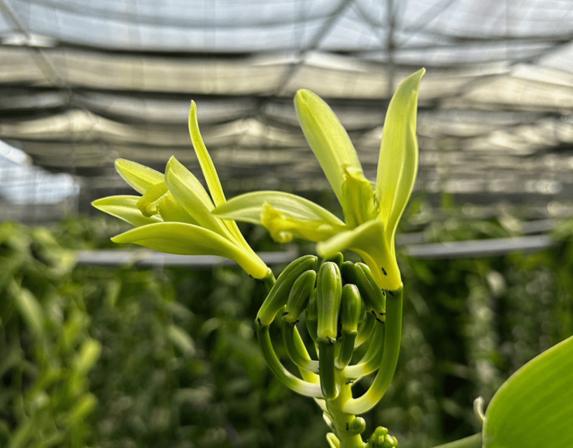 Penang: The Vanilla Village Farm Tour by Kairos - Who will enjoy this farm visit most?