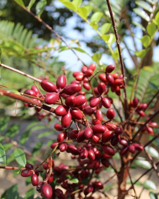 Penang: Tropical Fruit Farm Ticket - What the $7 ticket really offers