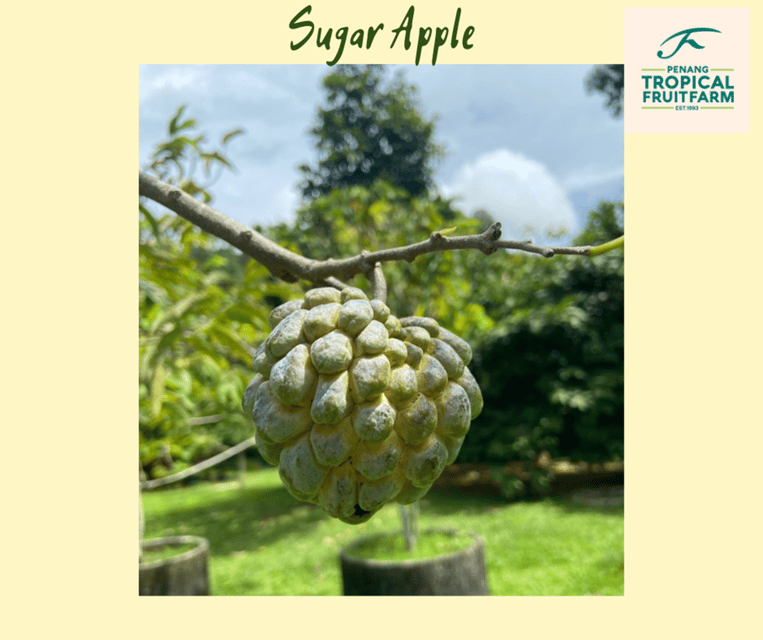 Penang: Tropical Fruit Farm Ticket - Walking through 25 acres of fruit trees