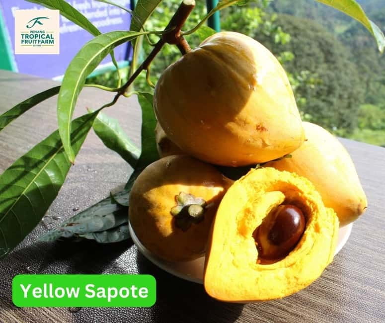 Penang: Tropical Fruit Farm Ticket - Fresh fruit tasting, with seasonal limits