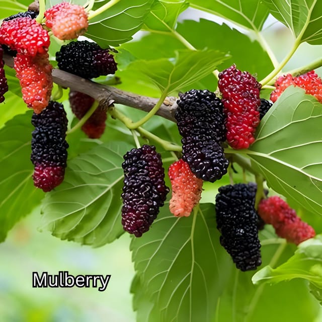 Penang: Tropical Fruit Farm Ticket - Reaching the farm in Teluk Bahang