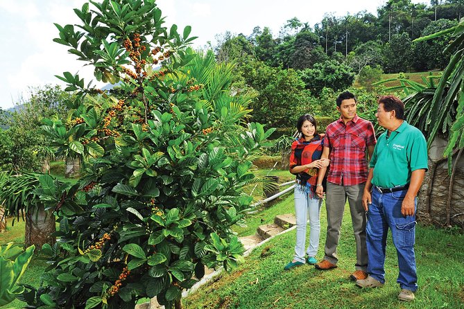 Penang Tropical Fruit Farm with Fruit Tasting - Reaching the farm from George Town