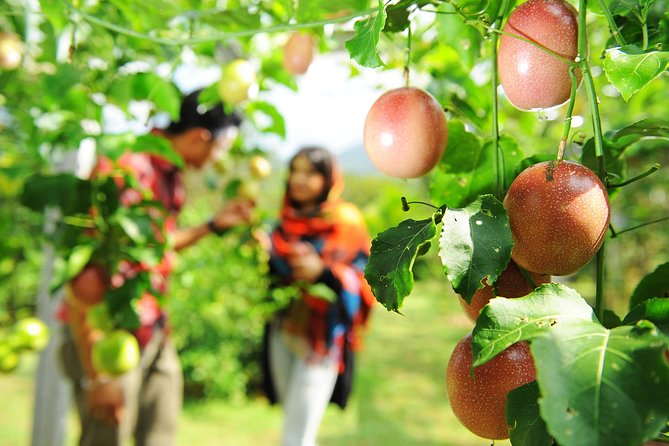 Penang Tropical Fruit Farm with Fruit Tasting - Lemongrass tea and tropical honey