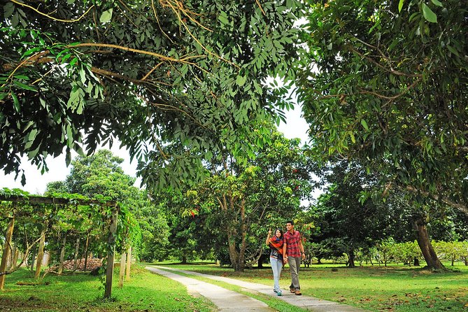 Penang Tropical Fruit Farm with Fruit Tasting - A 30-minute walk among tropical fruit trees