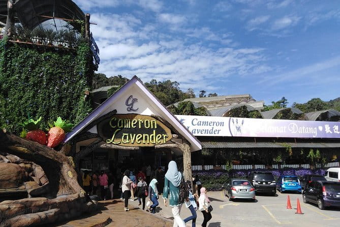 Private: Cameron Highlands 2 days 1 night Trip - Leaving Kuala Lumpur for the Cameron Highlands