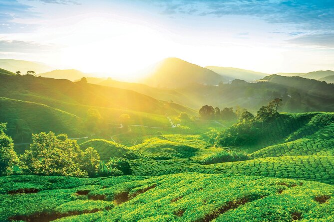 Private Full-Day Cameron Highlands Nature Tour from Kuala Lumpur - Why Cameron Highlands makes a worthwhile day trip