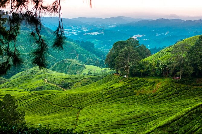 Private Full-Day Cameron Highlands Nature Tour from Kuala Lumpur - Brinchang, strawberries, flowers, and farm shopping