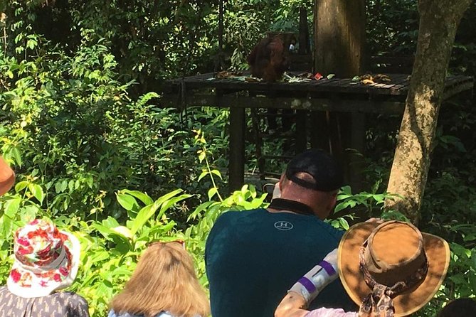 Private Full Day Sepilok Orang Utan, Bornean Sun Bear and Rainforest Discovery Center Tour - Next door with Bornean sun bears