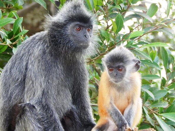 Private Kuala Lumpur Fairy Firefly And Monkey Hill Tour - Key points to know before booking