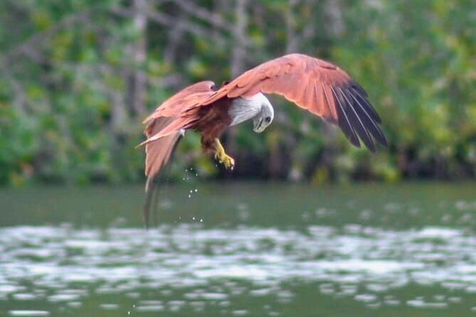 Private Langkawi Mangrove Forest Boat Tour Tg Rhu with Lunch - Why Tanjung Rhu makes a good starting point