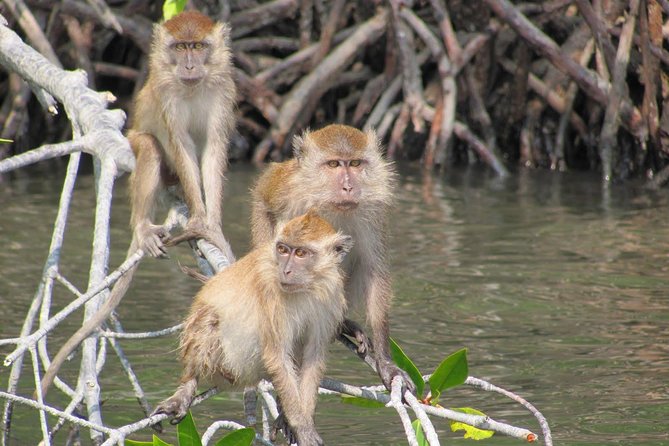 Private Mangrove Tour 2 Hour (max 8 People) - Key Points To Know Before You Go