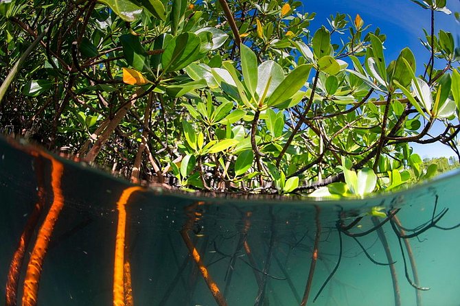 Private Mangrove Tour 2 Hour (max 8 People) - Setting Out From Tanjung Rhu