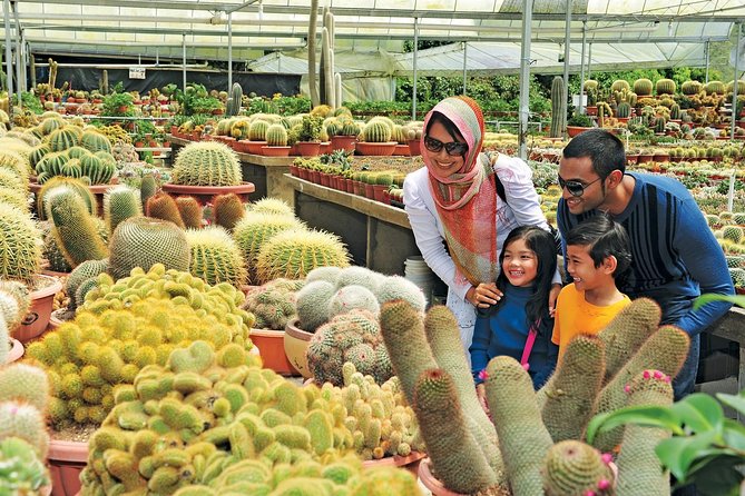 Private Nature Trip to Cameron Highlands from Kuala Lumpur - Big Red Strawberry Farm and hands-on agriculture