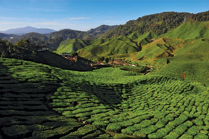 Private Nature Trip to Cameron Highlands from Kuala Lumpur - Tea country at Cameron Bharat Tea Estate