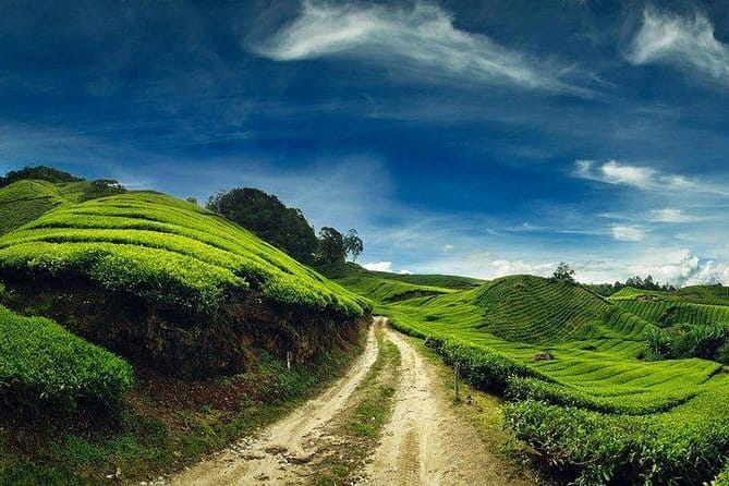 Private Tour : Cameron Highland Day Trip from Kuala Lumpur - Why the Cameron Highlands make a worthwhile day trip