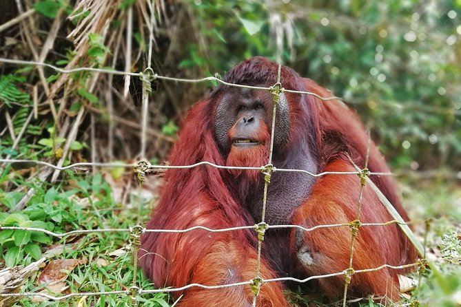 Private Tour: Ipoh Secrets Taiping Heritage & Orang Utan Island - Key points at a glance