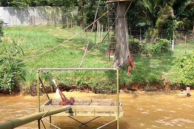 Private Tour : Orang Utan Island & Perak Cave Temple from KL - Leaving Kuala Lumpur at 7:00 AM